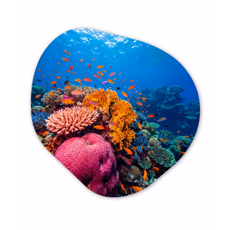 Koraal - Vissen - Oceaan - Natuur - Kleurrijk Wandcirkel Organisch Forex 3mm klein -3d