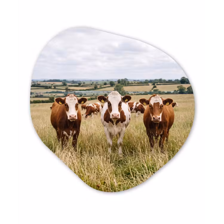 Koeien - Portret - Weide - Boerderij - Nieuwsgierig Wandcirkel Organisch Forex 3mm klein -3d