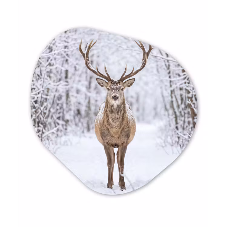 Hert - Winter - Bos - Natuur - Wit Wandcirkel Organisch Forex 3mm klein -3d