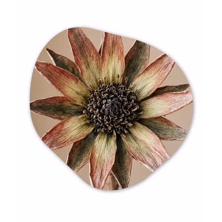 Droogbloem - Protea - Vintage - Beige - Rustiek Wandcirkel Organisch Forex 3mm klein -3d