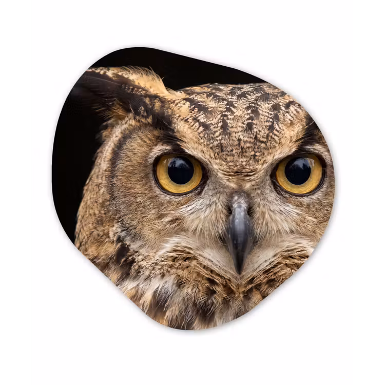 Oehoe - Uil - Portret - Bruin Wandcirkel Organisch Forex 3mm klein -3d