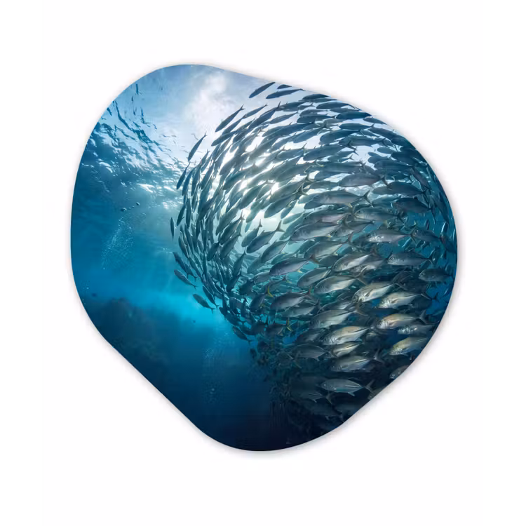 Vis - School - Oceaan - Natuur - Blauw Wandcirkel Organisch Forex 3mm klein -3d