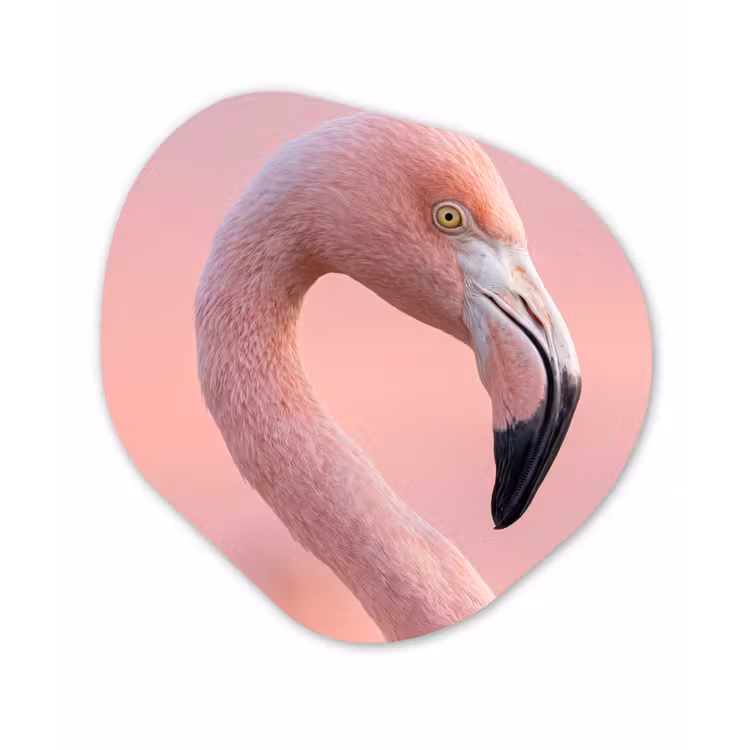 Flamingo - Portret - Roze Wandcirkel Organisch Forex 3mm klein -3d