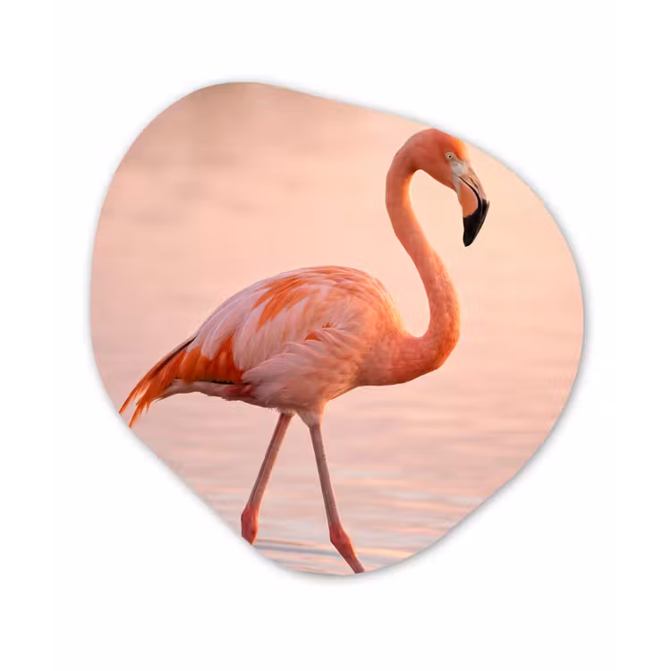 Flamingo - Water - Roze Wandcirkel Organisch Forex 3mm klein -3d
