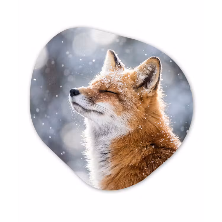 Vos - Sneeuwval - Portret - Winter - Sfeervol Wandcirkel Organisch Forex 3mm klein -3d