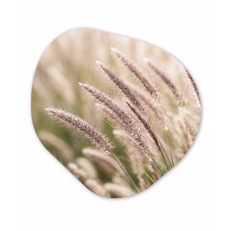 Gras - Close up - Groen Wandcirkel Organisch Forex 3mm klein -3d