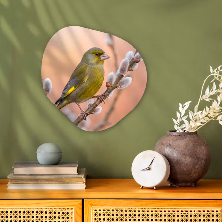 Groenling - Katjes - Lente - Natuur - Zacht Wandcirkel Organisch Forex 3mm klein -sfeer2