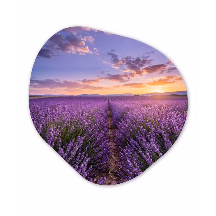 Lavendel - Veld - Natuur - Paars Wandcirkel Organisch Forex 3mm klein -3d