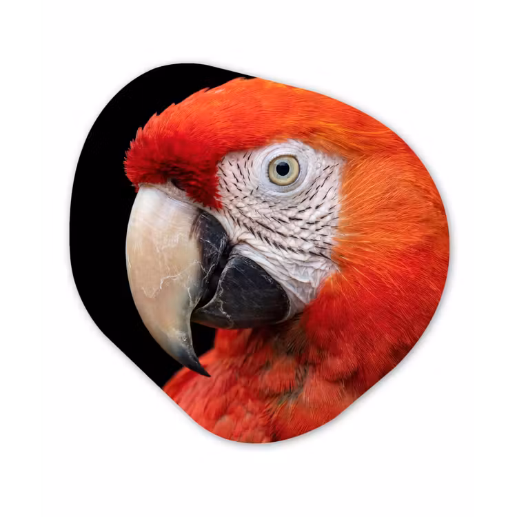 Ara - Portret - Rood Wandcirkel Organisch Forex 3mm klein -3d