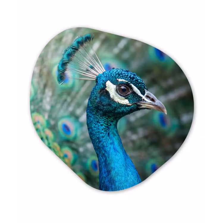 Pauw - Veren - Blauw Wandcirkel Organisch Forex 3mm klein -3d