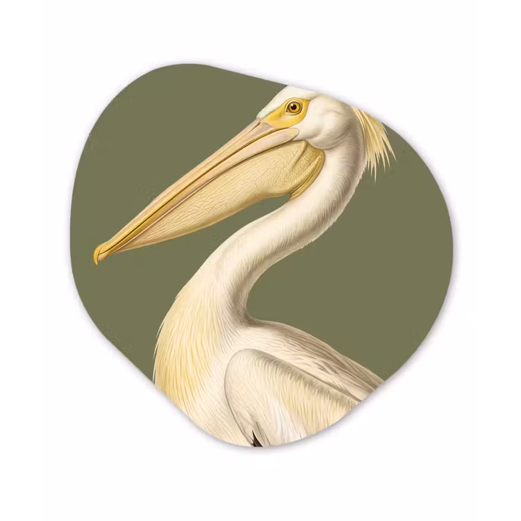Pelikaan - Wit - Vogel - Klassiek - Natuur Wandcirkel Organisch Forex 3mm klein -3d
