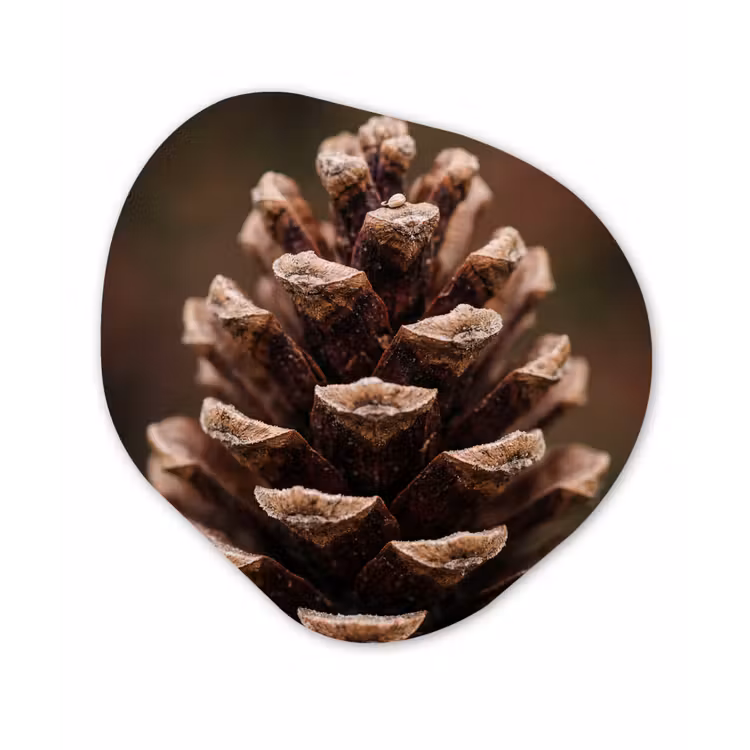 Dennenappel - Bos - Herfst - Bruin - Sfeervol Wandcirkel Organisch Forex 3mm klein -3d