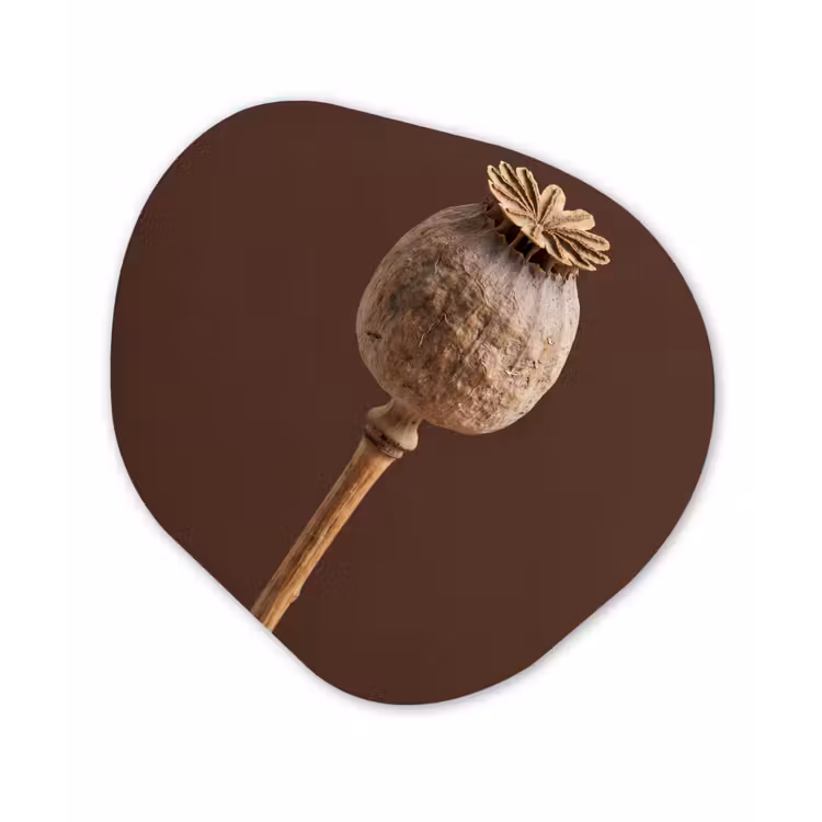 Papaverbol - Droogbloem - Bruin - Minimalistisch Wandcirkel Organisch Forex 3mm klein -3d