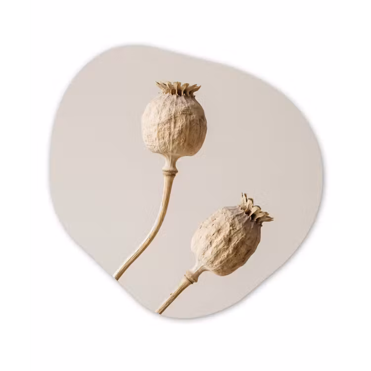 Papaverbollen - Droogbloemen - Minimalistisch - Beige - Rustig Wandcirkel Organisch Forex 3mm klein -3d