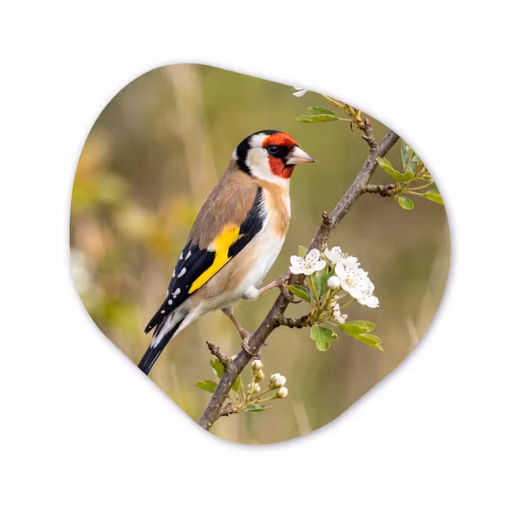 Putter - Bloesem - Lente - Natuur - Kleurrijk Wandcirkel Organisch Forex 3mm klein -3d