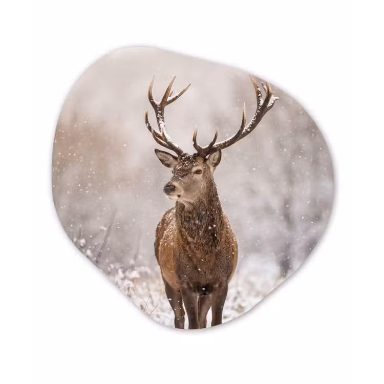 Edelhert - Bos - Sneeuw - Winter - Majestueus Wandcirkel Organisch Forex 3mm klein -3d