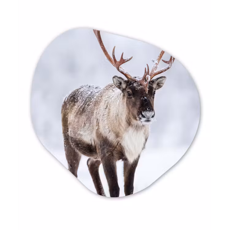 Rendier - Gewei - Toendra - Sneeuw - Wild Wandcirkel Organisch Forex 3mm klein -3d