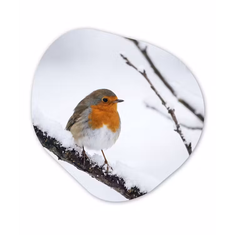 Roodborstje - Tak - Sneeuw - Winter - Levendig Wandcirkel Organisch Forex 3mm klein -3d