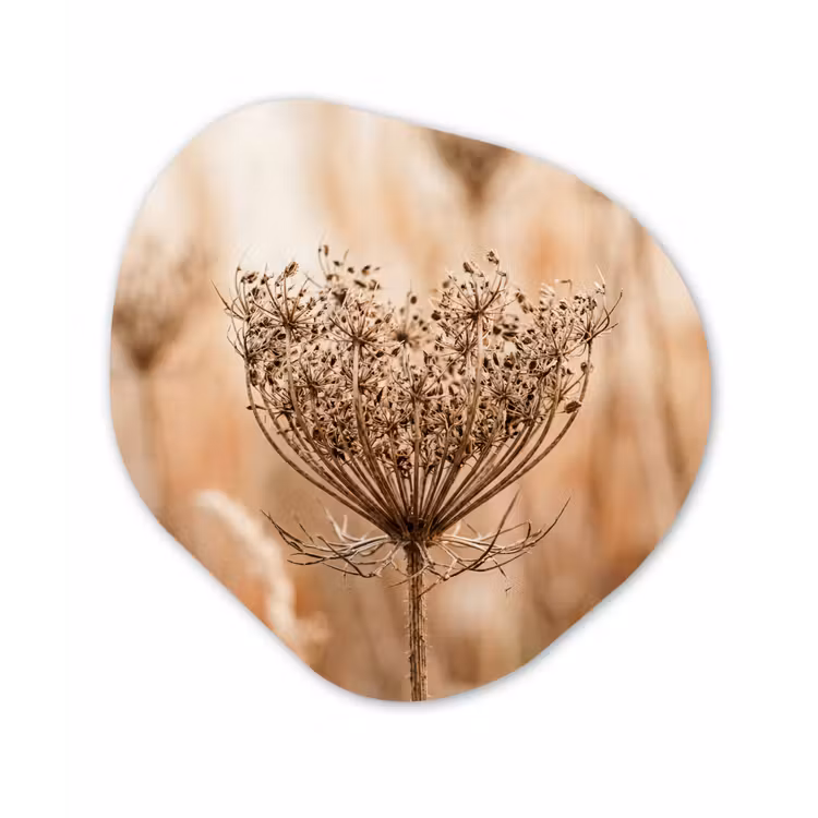 Schermbloem - Droogbloem - Winter - Beige - Minimalistisch Wandcirkel Organisch Forex 3mm klein -3d