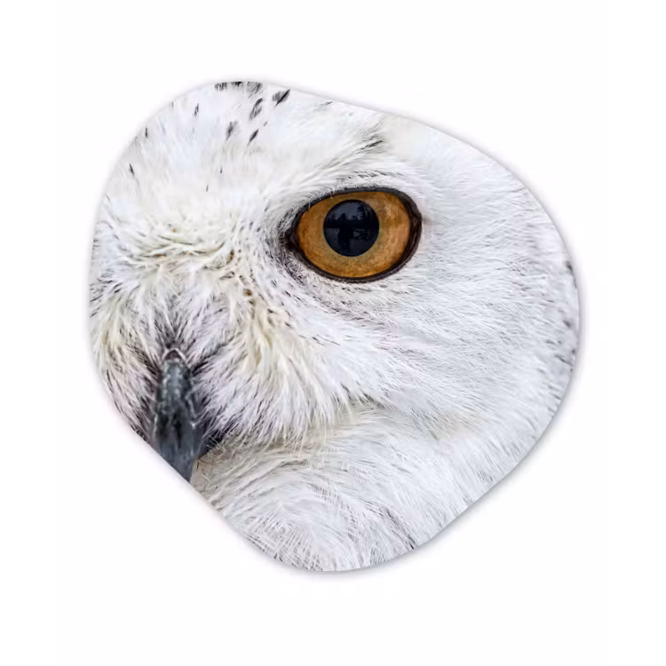 Sneeuwuil - Oog - Wildlife - Wit Wandcirkel Organisch Forex 3mm klein -3d