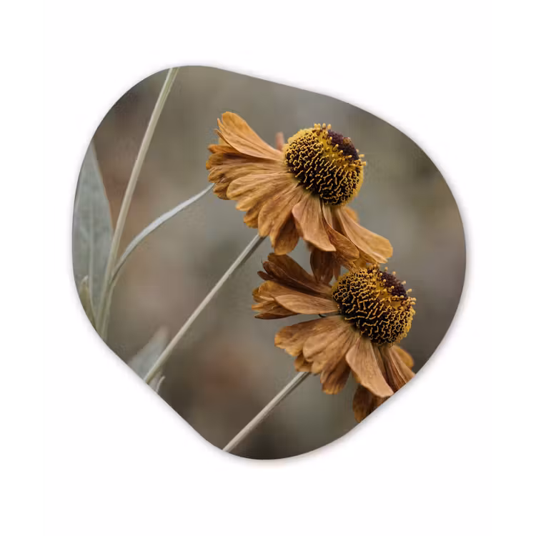 Zonnehoed - Droogbloemen - Geel - Warm Wandcirkel Organisch Forex 3mm klein -3d