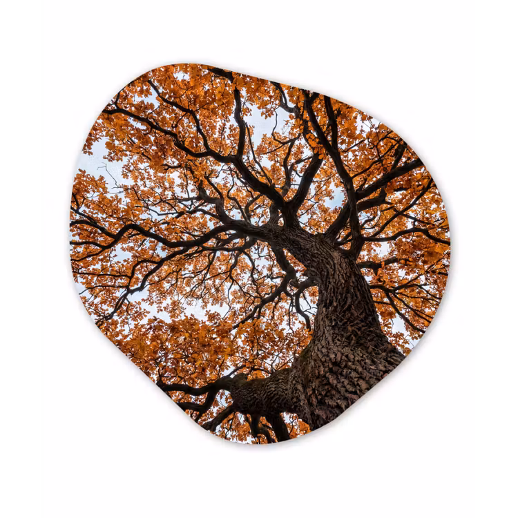 Boom - Bladerdak - Herfst - Oranje - Sfeervol Wandcirkel Organisch Forex 3mm klein -3d
