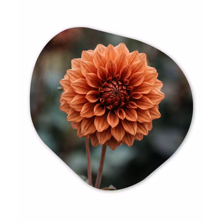Dahlia - Bloem - Natuur - Sfeervol Wandcirkel Organisch Aluminium middel -3d