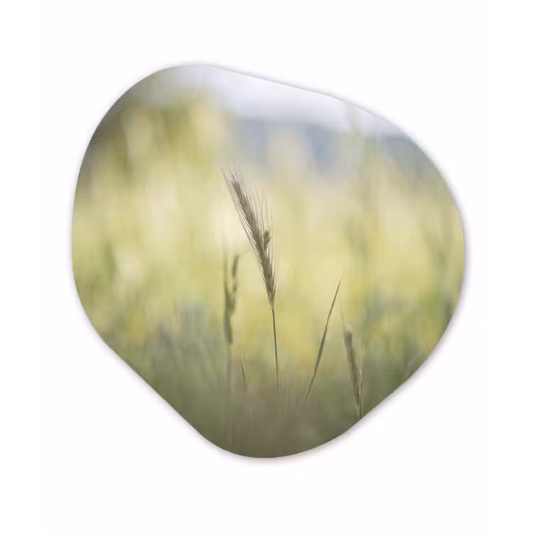 Graan - Aar - Natuur - Groen - Detail Wandcirkel Organisch Aluminium middel -3d