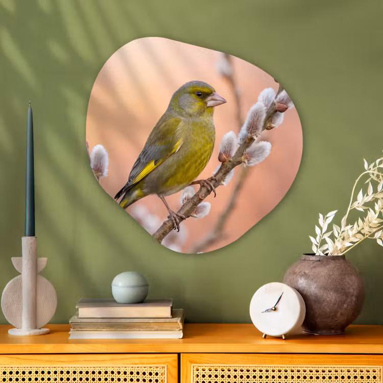 Groenling - Katjes - Lente - Natuur - Zacht Wandcirkel Organisch Aluminium middel -sfeer2