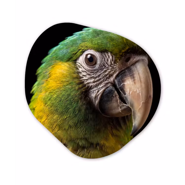 Ara - Portret - Groen Wandcirkel Organisch Aluminium middel -3d