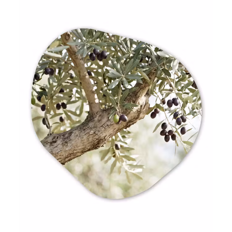 Organic painting - Aluminum -. Olive tree - branch - green - Olijfboom - tak - groen Wandcirkel Organisch Aluminium middel