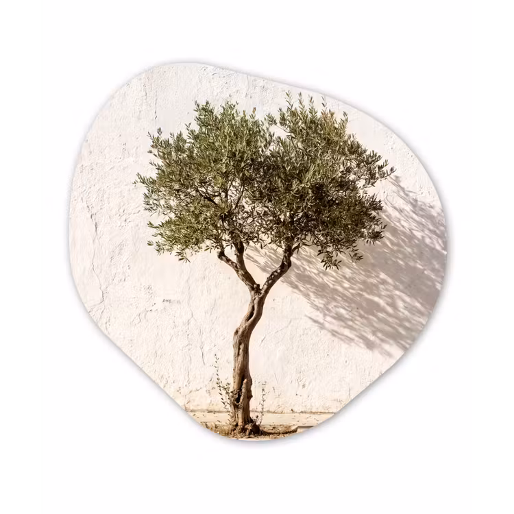 Organic painting - Aluminum -. Olive Tree - Wall - White - Olijfboom - muur - wit Wandcirkel Organisch Aluminium middel