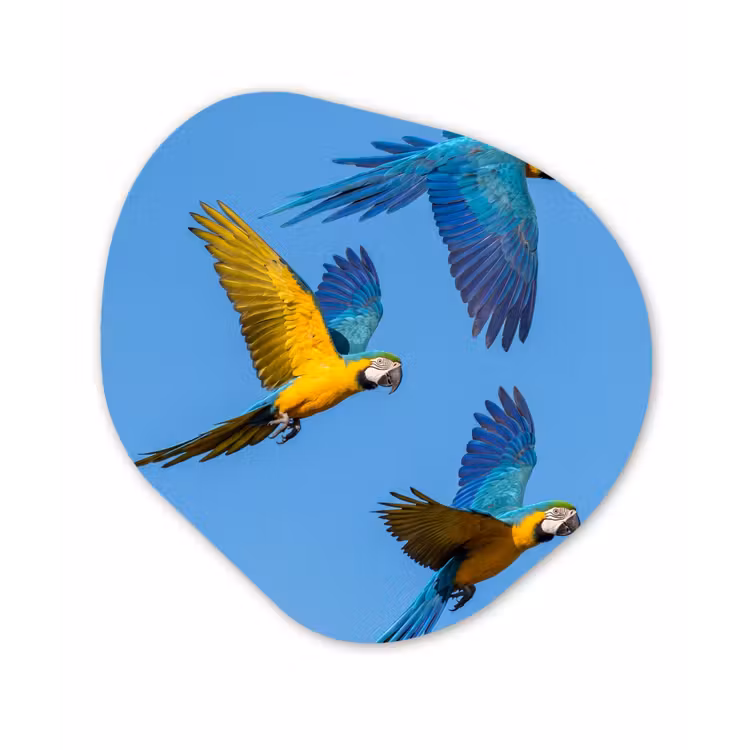 Papagaai - Vliegen - Blauw - Geel Wandcirkel Organisch Aluminium middel -3d