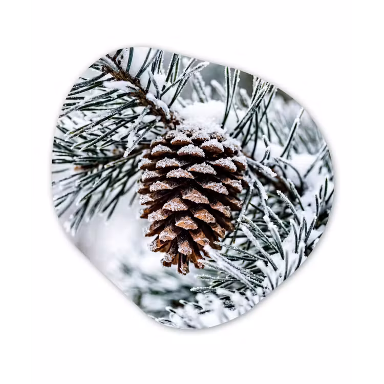 Dennenappel - Tak - Sneeuw - Winter - Sfeervol Wandcirkel Organisch Aluminium middel -3d