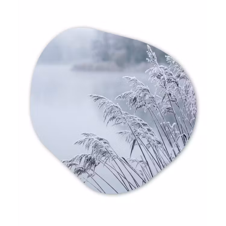 Riet - Bevroren - Winter - Natuur Wandcirkel Organisch Aluminium middel -3d