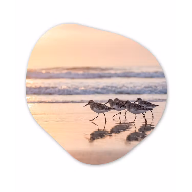 Zee - Vogels - Strand Wandcirkel Organisch Aluminium middel -3d