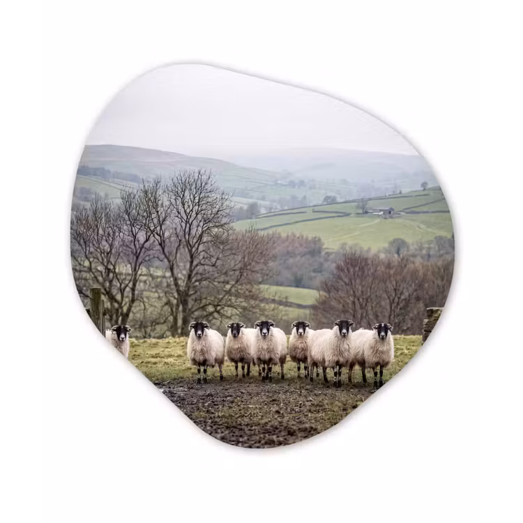 Schapen - Rij - Weide - Dieren - Platteland Wandcirkel Organisch Aluminium middel -3d