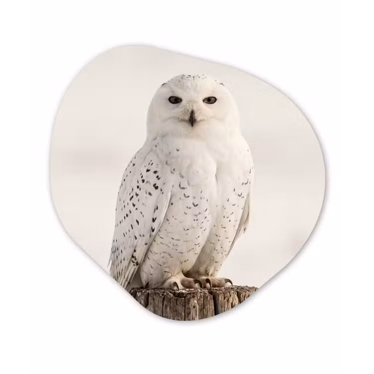 Sneeuwuil - Paal - Winter - Portret - Majestueus Wandcirkel Organisch Aluminium middel -3d