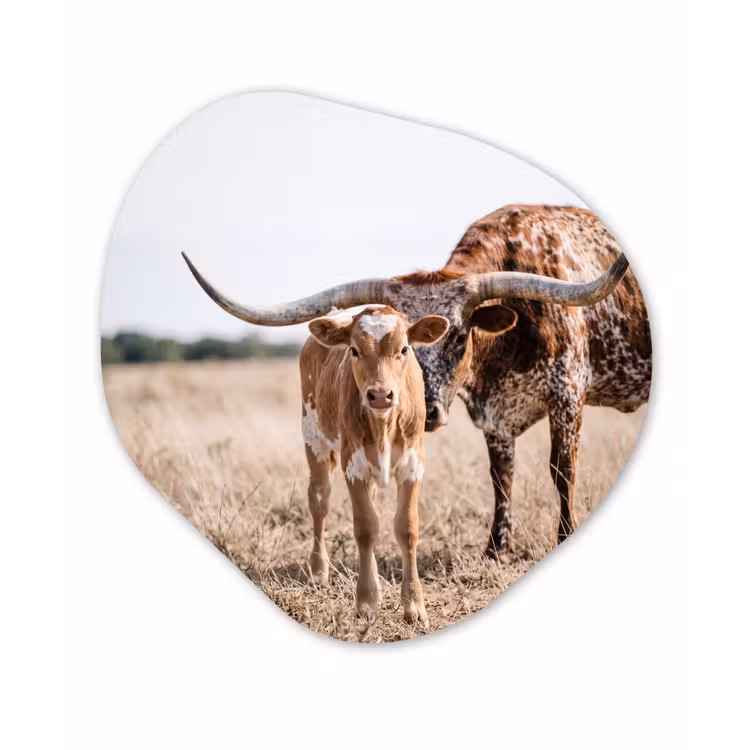 Texas Longhorn - Kalf - Weide - Dieren Wandcirkel Organisch Aluminium middel -3d