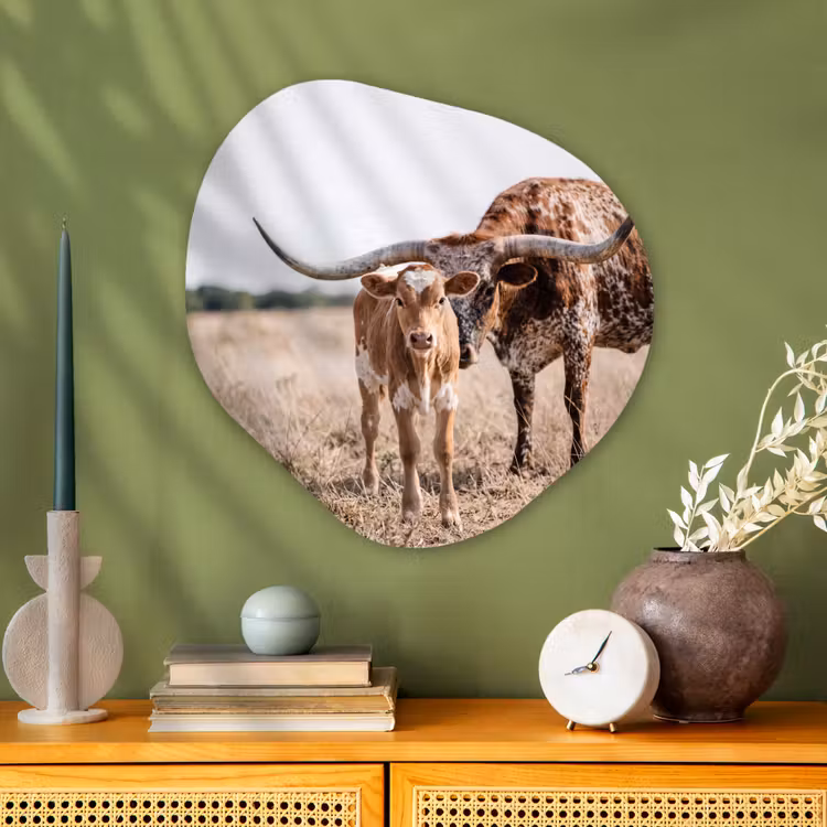 Texas Longhorn - Kalf - Weide - Dieren Wandcirkel Organisch Aluminium middel -sfeer2