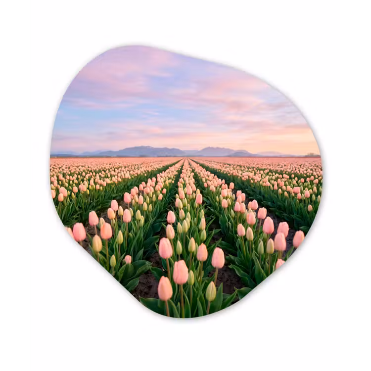 Tulpen - Landschap - Roze Wandcirkel Organisch Aluminium middel -3d