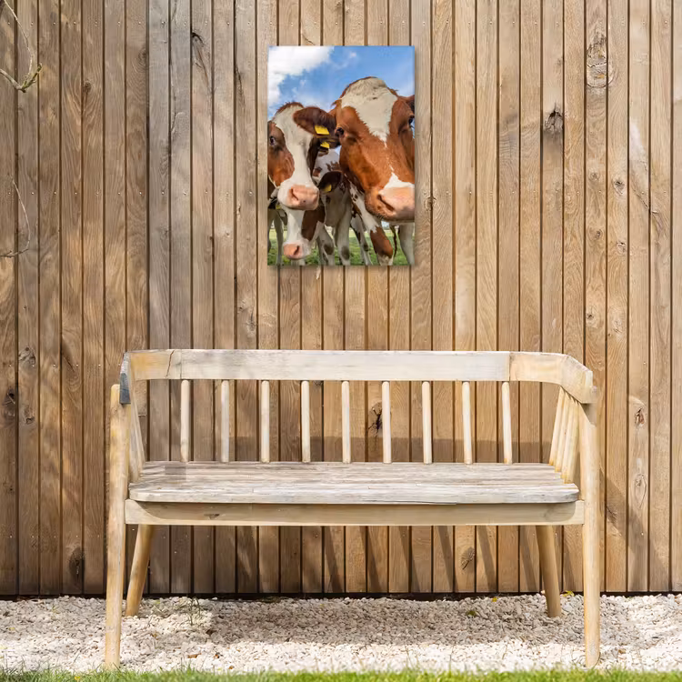 Bruin-witte koeien in de wei Tuinposter op houten frame 2 cm dik klein -sfeer4