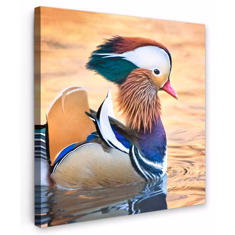 Close-up mandarijneend Tuinposter op houten frame 2 cm dik klein -3d