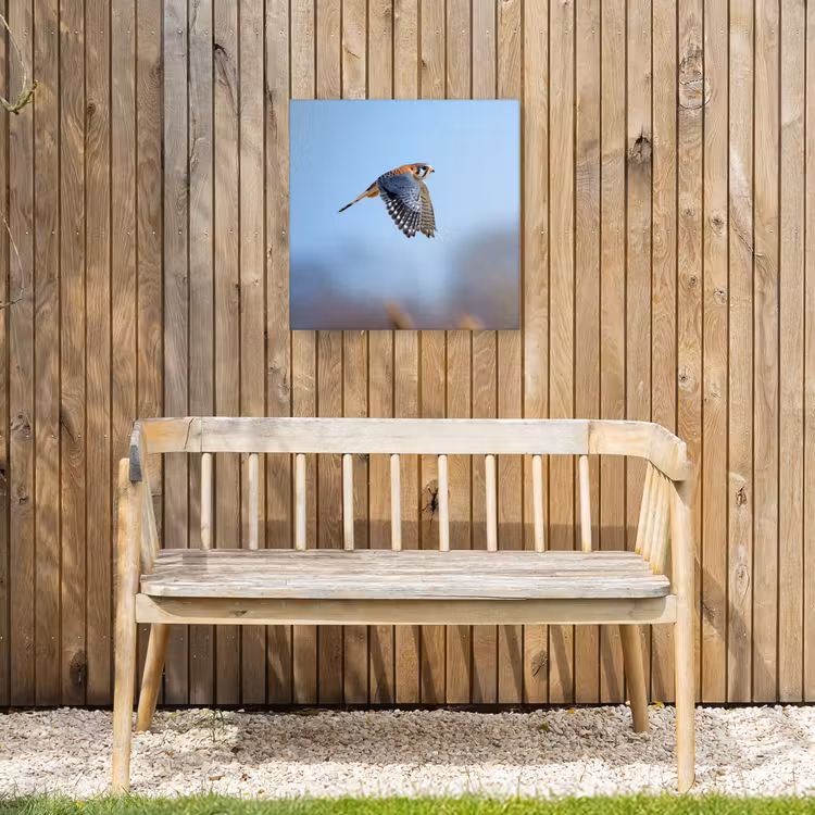 Kleurrijke valk aan het vliegen Tuinposter op houten frame 2 cm dik klein -sfeer4