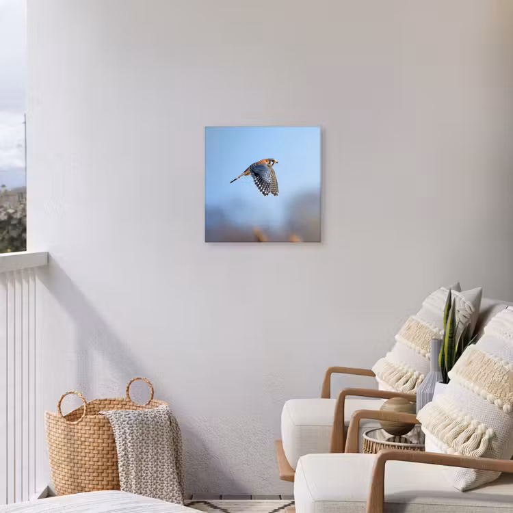 Kleurrijke valk aan het vliegen Tuinposter op houten frame 2 cm dik klein -sfeer1