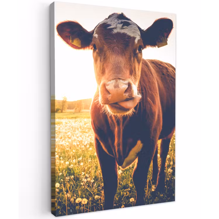 Koe bij zonsondergang op een veld vol paardenbloemen Tuinposter op houten frame 2 cm dik klein -3d