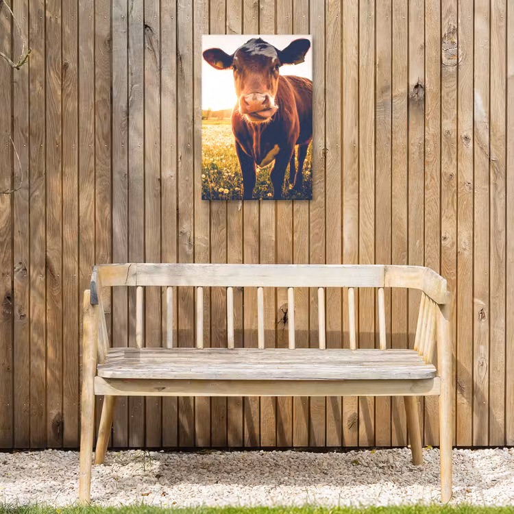 Koe bij zonsondergang op een veld vol paardenbloemen Tuinposter op houten frame 2 cm dik klein -sfeer4