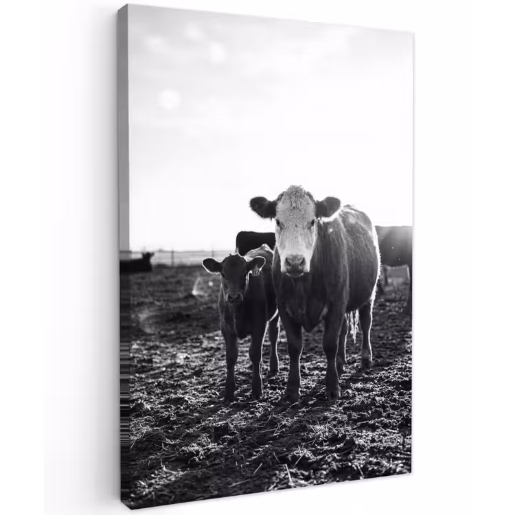 Koeien - Zwart - Wit Tuinposter op houten frame 2 cm dik klein -3d