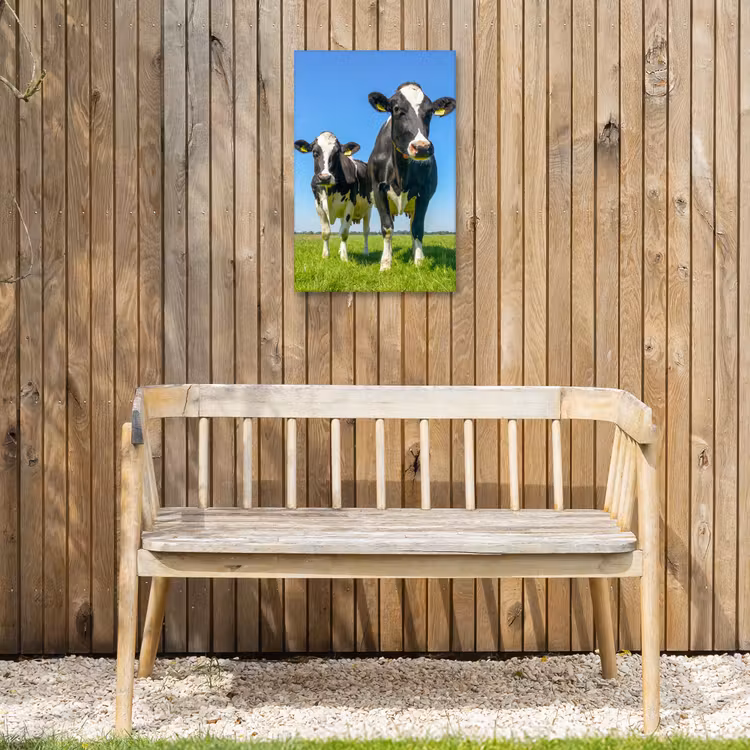 Koeien op een zonnige dag in de wei Tuinposter op houten frame 2 cm dik klein -sfeer4