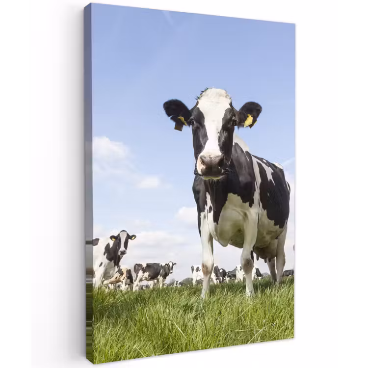 Koeien in de weide onder een heldere lucht Tuinposter op houten frame 2 cm dik klein -3d